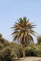 Palm tree in Gran Canaria Spain