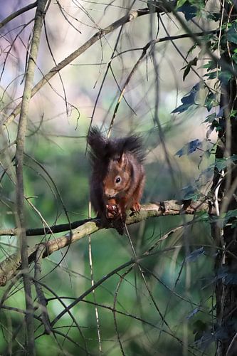 Eekhoorntje met denneappel in het bos