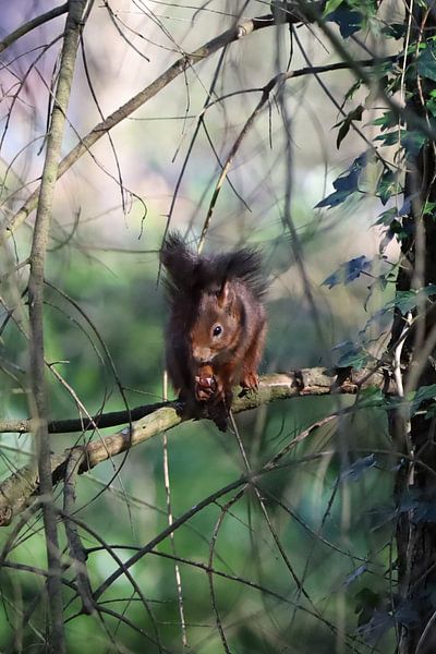 Eekhoorntje met denneappel in het bos van Saskia Nuijten
