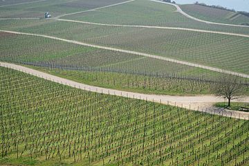 Vineyards around Rüdesheim by Frank's Awesome Travels