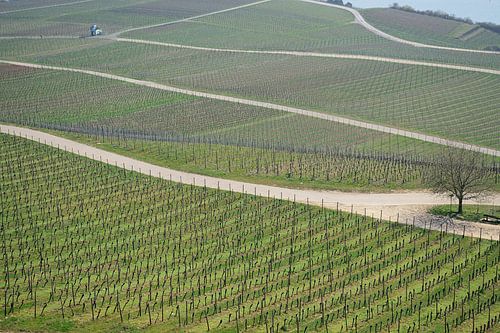 Wijngaarden rond Rüdesheim