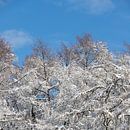 Beautiful snow landscape with snowy tree tops under a bright blue sky by Kim Willems thumbnail