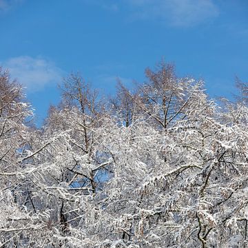 Schitteren sneeuwlandschap met besneeuwde bomentoppen onder een stralend blauwe lucht van Kim Willems