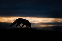 Redfox