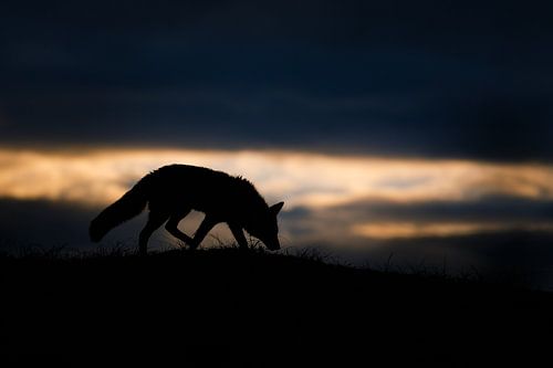 Fuchs im Abendlicht von Pim Leijen