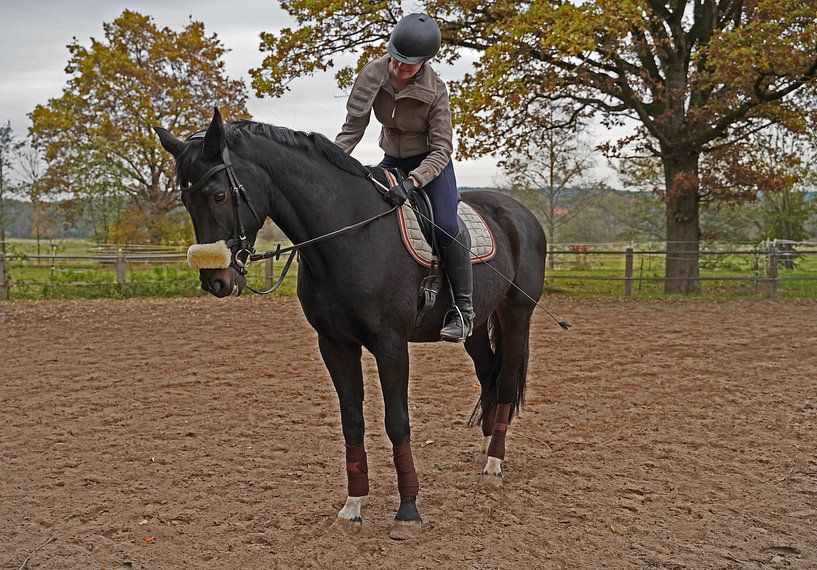 Training with the Bayer black horse Baveria on a riding arena in autumn by Babetts Bildergalerie