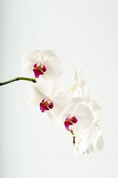 Orchidee Kunst von Björn van den Berg