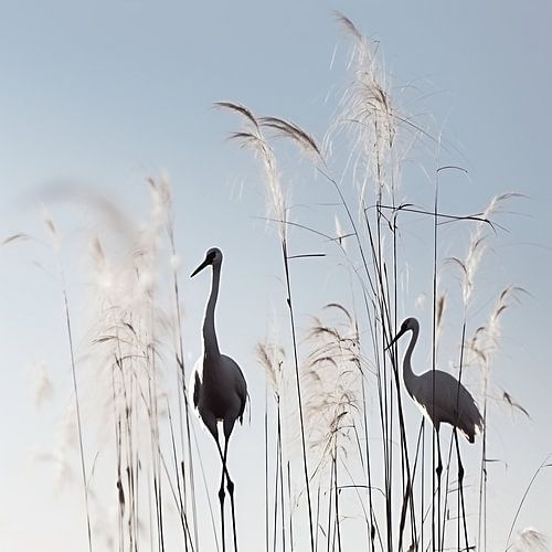 Reposez-vous parmi les roseaux