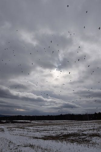 Sneeuwgorzen in een winterhemel