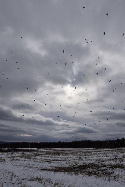 Snow buntings in a winter sky by Claude Laprise