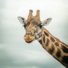 Giraffe Beekse Bergen Portret van Zwoele Plaatjes