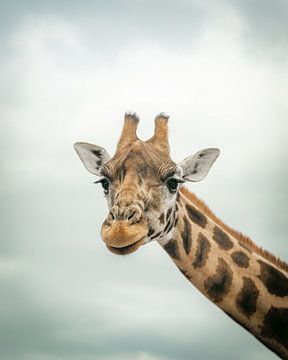 Portrait de la girafe Beekse Bergen sur Zwoele Plaatjes