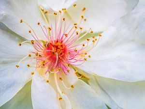 Strauch-Rose Jacqueline du Pré