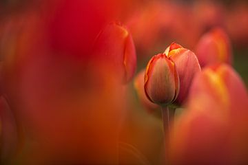 Lovely tulips sur Gonnie van de Schans