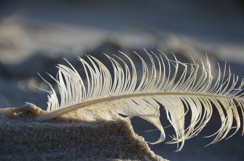 Feather by Corinna Vollertsen