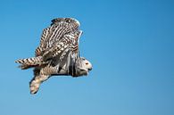 Een sneeuwuil in vlucht van Chantalla Photography thumbnail