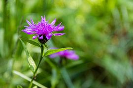 Centaurea pratensis
