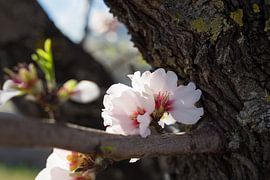 Mandelblüte 6, zartrosa Blütenblätter und Holz von Adriana Mueller