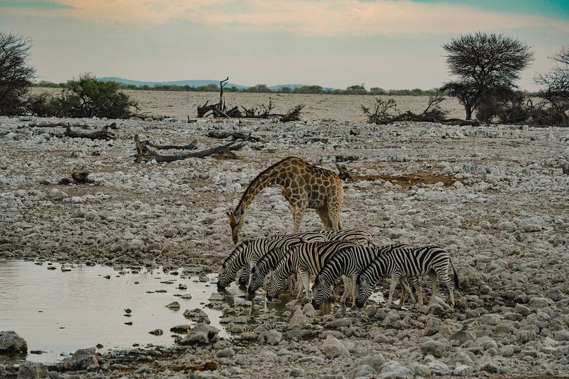 Giraffe in Etosha Nationaal Park in Namibië, Afrika van Patrick Groß