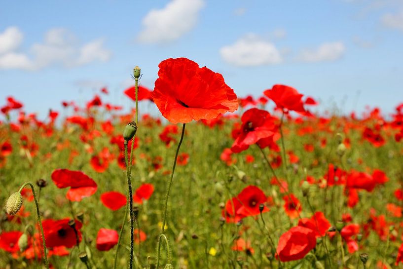 Feuerrrot von Ostsee Bilder