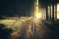 Waldweg im dunklen Harz mit goldigen Sonnenaufgang von Oliver Henze Miniaturansicht