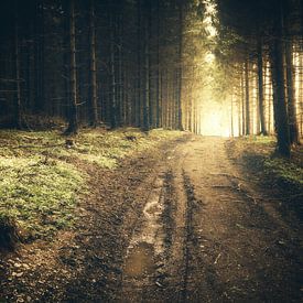 Waldweg im dunklen Harz mit goldigen Sonnenaufgang von Oliver Henze