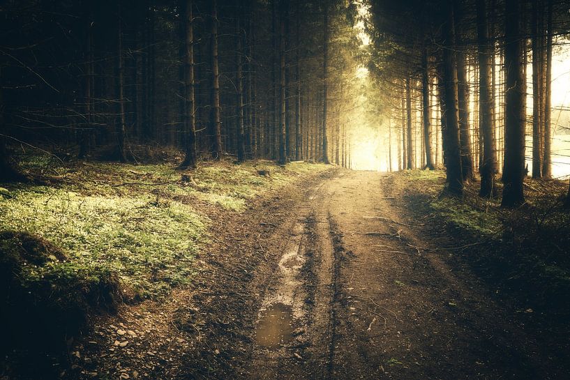 Waldweg im dunklen Harz mit goldigen Sonnenaufgang von Oliver Henze
