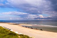 Paarden over het Zeeuwse strand
