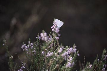 Rustende vlinder op heide van Manon Sloetjes