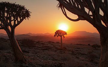 Kokerbomen in Namibië van Bin Chen