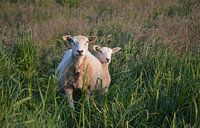 Moeder en kind by Gerben van den Hazel thumbnail