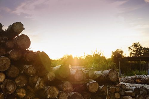Bûches du coucher du soleil