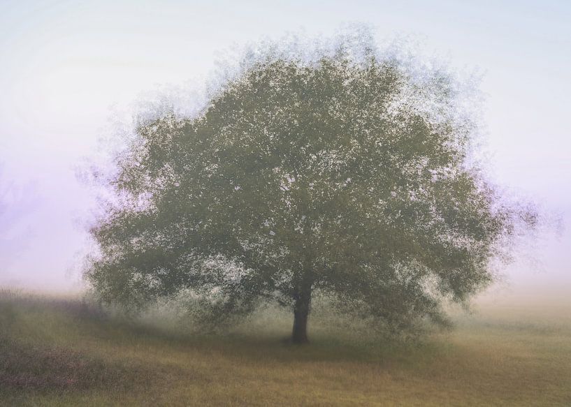 Rozendaal field part 3 by Tania Perneel