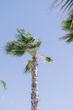 Palmboom op Ibiza van Danielle Bosschaart
