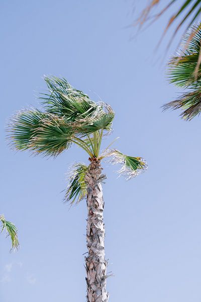 Palme auf Ibiza von Danielle Bosschaart