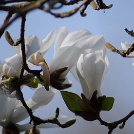 Witte Magnolia in bloei van Joyce Derksen