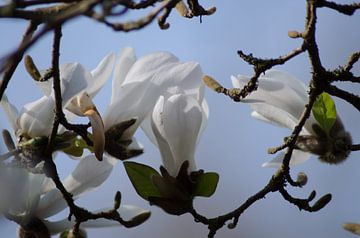 Weiße Magnolie in Blüte von Joyce Derksen