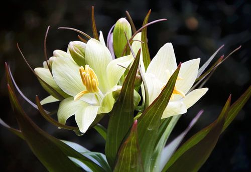 Frittilarea Raddeana