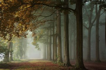 Autumnal Bliss. by Inge Bovens