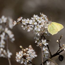 Weiße Blüte mit zitronengelbem Schmetterling. von Janny Beimers