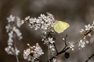 Weiße Blüte mit zitronengelbem Schmetterling.