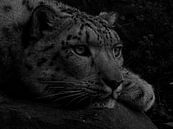 Witte Bengaalse tijger in zwart wit  van Sandra de Moree thumbnail