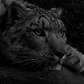 Witte Bengaalse tijger in zwart wit  van Sandra de Moree