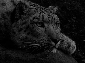 Witte Bengaalse tijger in zwart wit 