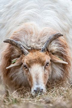 Portrait d'un mouton de bruyère sur Peter Haastrecht, van