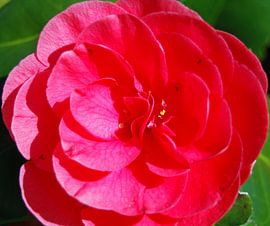 Feestje in de lente von Luc van Alphen