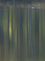 Spectacled diver with reflection of forest