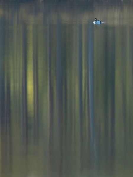 Brilduiker met reflectie van bos van Erik van Velden
