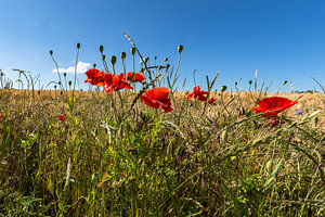 roter Klatschmohn im Gerstenfeld