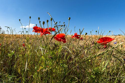 rode papaver in het gerstveld